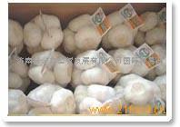 蒜香四溢，藝韻泉城——濟南新金鑫經貿發展的雙核驅動